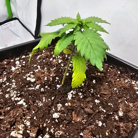 Banana Blaze #1 growlog photo: I put them in bigger pots with soil, perlite and some chickpoo pellets. Tvats probably the reason it smells funny when I ooen the tent. Wonder if and when that odour disappears.