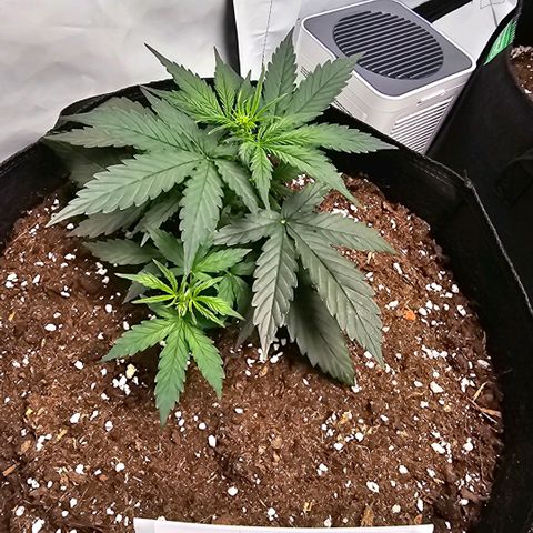 BAM growlog timeline photo