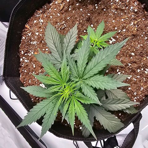 BAM growlog timeline photo