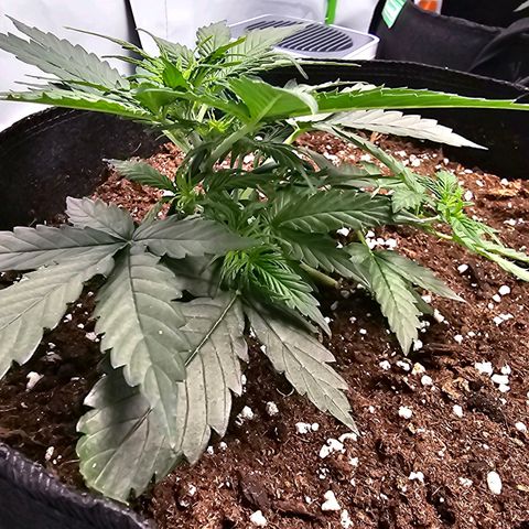BAM growlog timeline photo