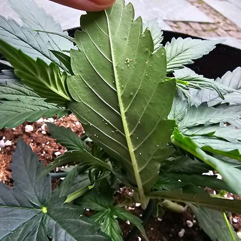 BAM growlog photo: Oh no!