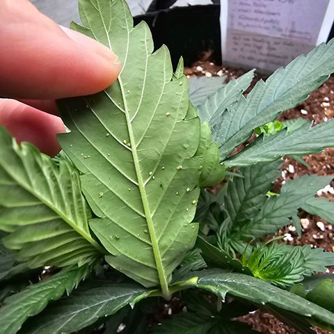 BAM growlog timeline photo