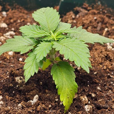 Banana Blaze #1 growlog timeline photo
