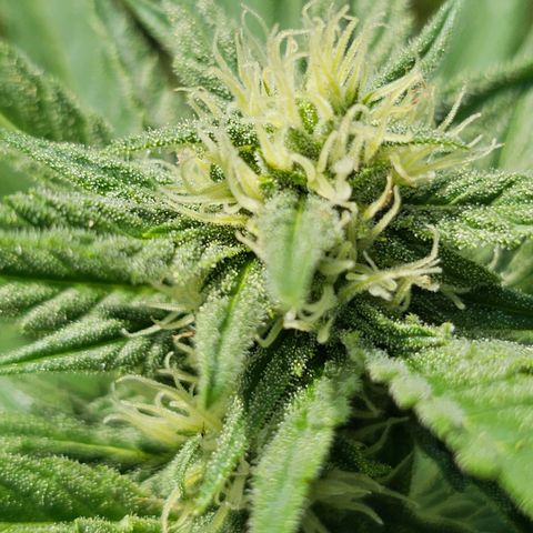Blacky growlog timeline photo