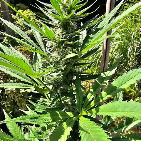 Blacky growlog timeline photo