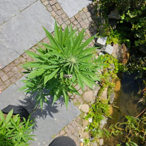 Blacky growlog timeline photo