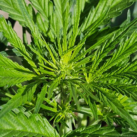 BAM growlog photo: die Pflanze kommt nach draußen,  da das Wetter so schön ist. 27 °C und Sonne. 