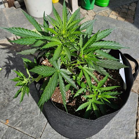BAM growlog photo: die Pflanze kommt nach draußen,  da das Wetter so schön ist. 27 °C und Sonne. 
