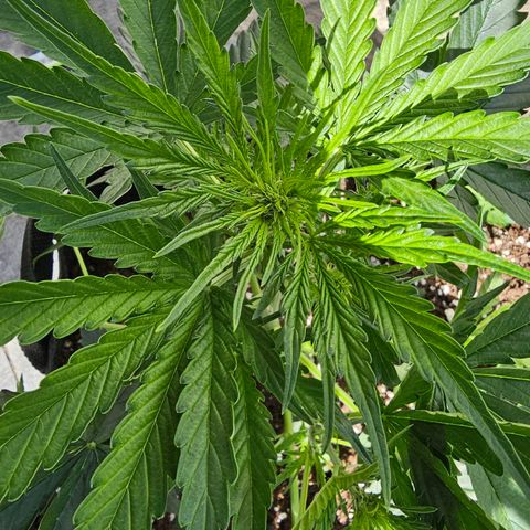 BAM growlog timeline photo