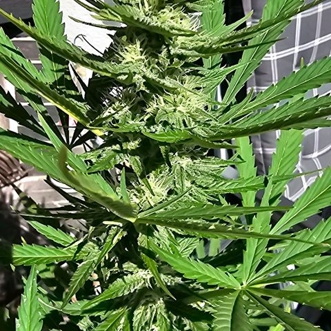 Blacky growlog timeline photo