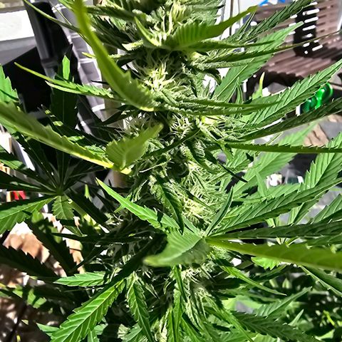 Blacky growlog timeline photo