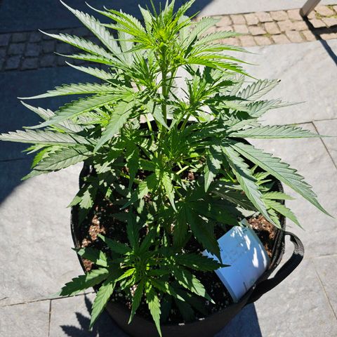 BAM growlog timeline photo