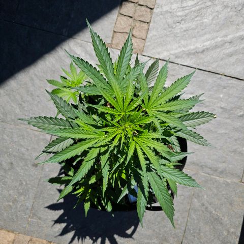 BAM growlog timeline photo