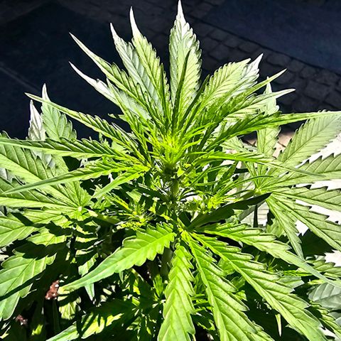 BAM growlog timeline photo