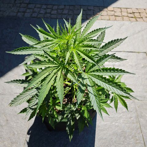 BAM growlog timeline photo