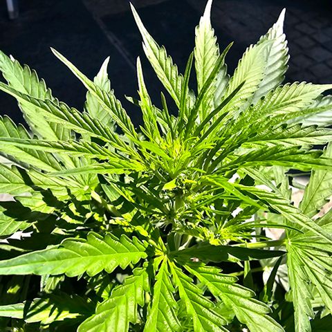 BAM growlog timeline photo