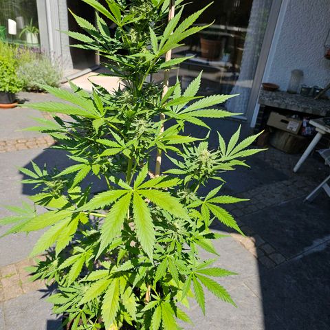 Blacky growlog timeline photo