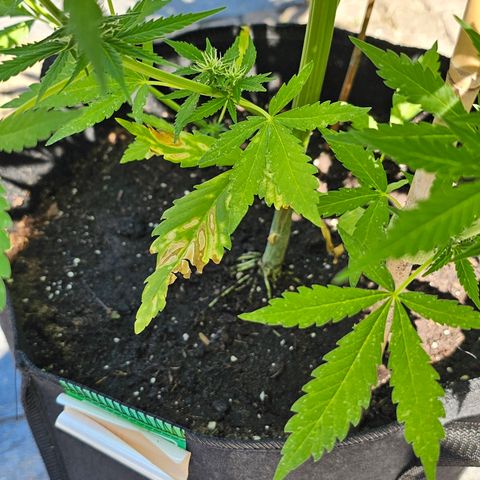 Blacky growlog timeline photo