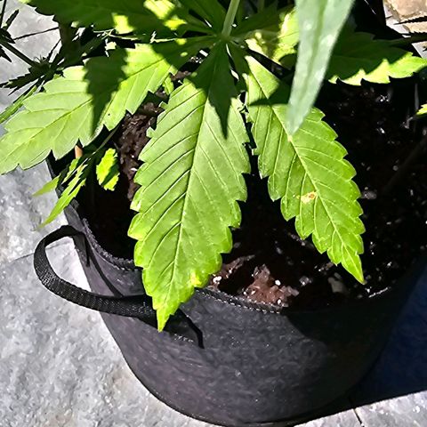 Blacky growlog timeline photo