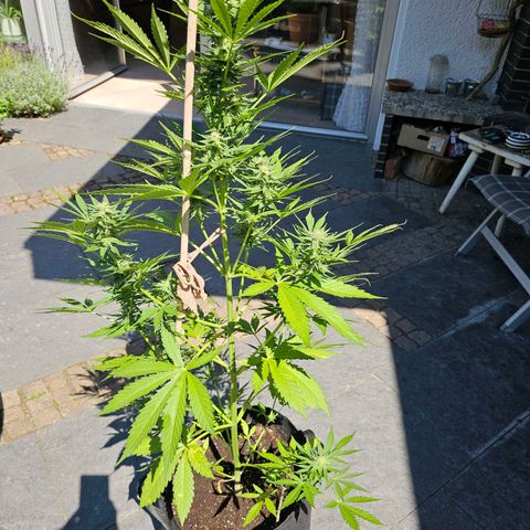 Blacky growlog timeline photo