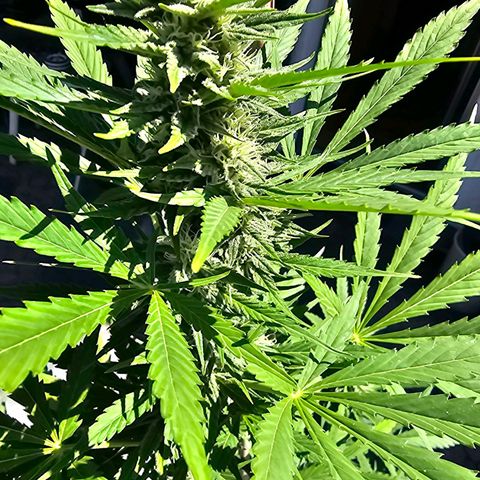 Blacky growlog timeline photo