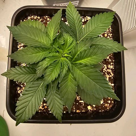Banana Blaze #1 growlog timeline photo