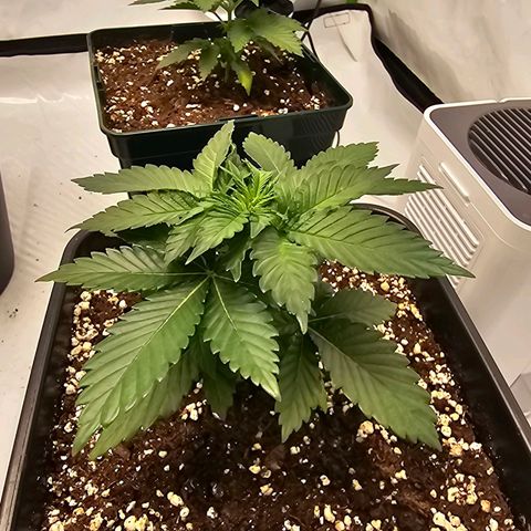 Banana Blaze #1 growlog timeline photo