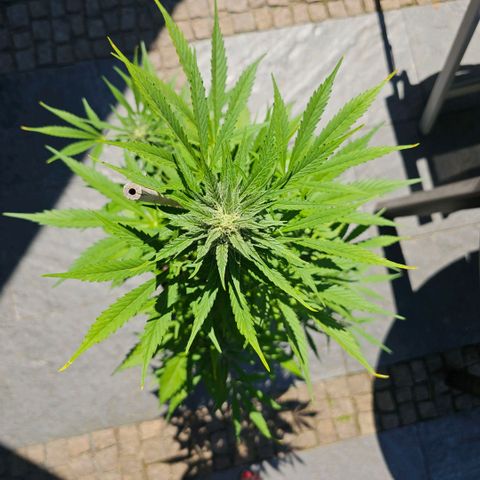 Blacky growlog timeline photo