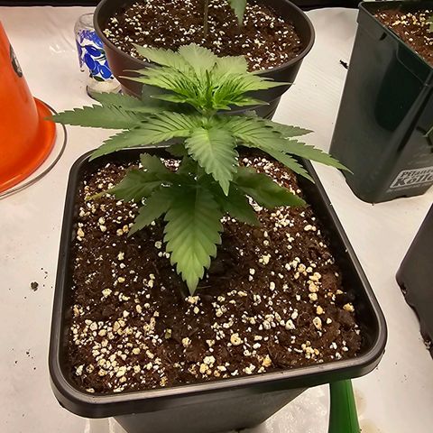 Banana Blaze #1 growlog timeline photo