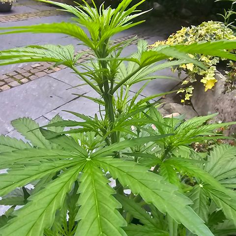 BAM growlog timeline photo