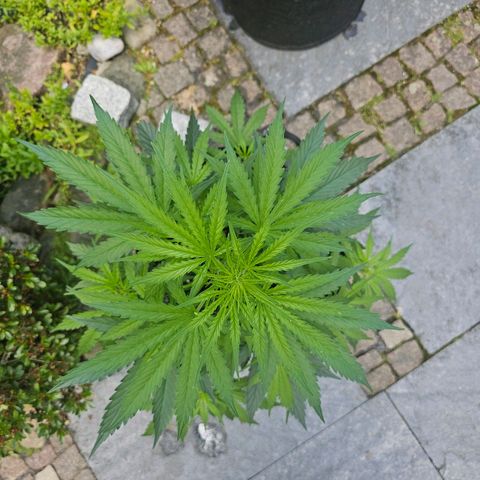 BAM growlog timeline photo