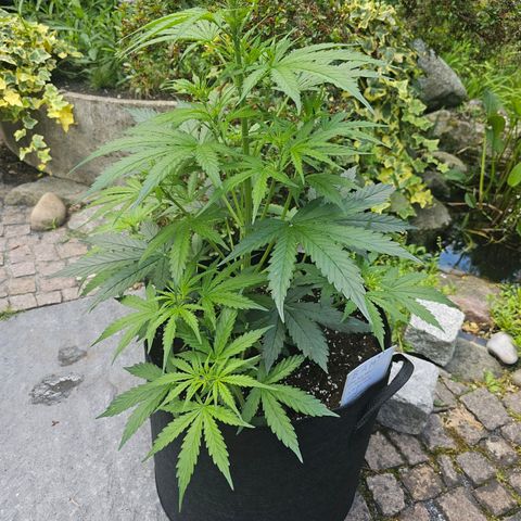 BAM growlog timeline photo