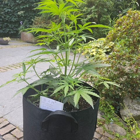 BAM growlog timeline photo
