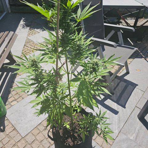 Blacky growlog timeline photo