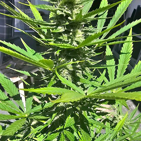 Blacky growlog timeline photo