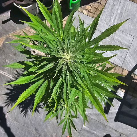 Blacky growlog timeline photo