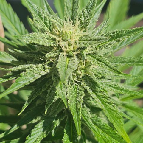 Blacky growlog timeline photo