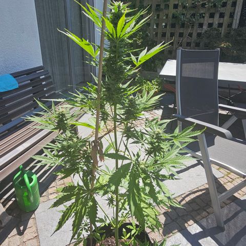 Blacky growlog timeline photo
