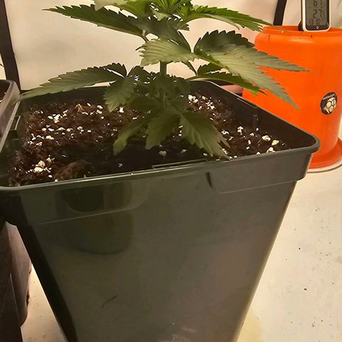 Banana Blaze #1 growlog timeline photo