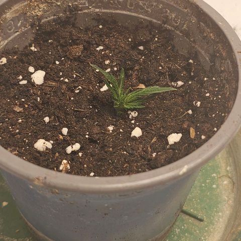 Banana Blaze #1 growlog timeline photo