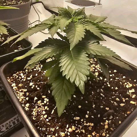 Banana Blaze #1 growlog timeline photo