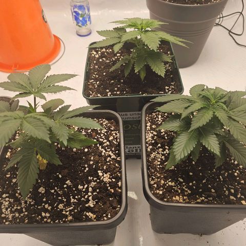 Banana Blaze #1 growlog timeline photo