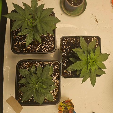 Banana Blaze #1 growlog timeline photo