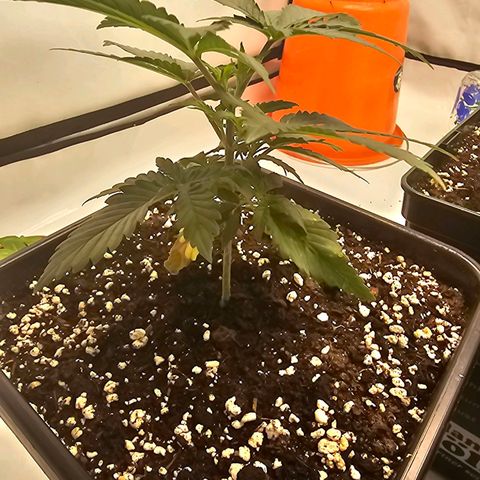 Banana Blaze #1 growlog timeline photo