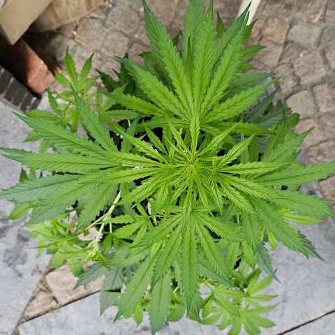 BAM growlog timeline photo