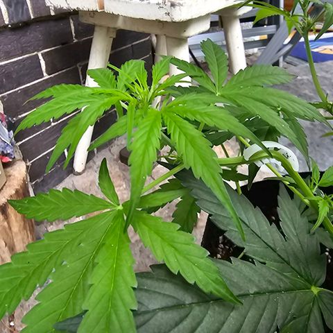 BAM growlog timeline photo