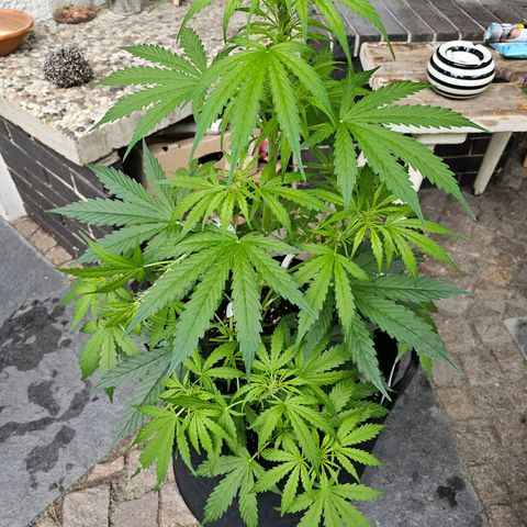 BAM growlog timeline photo
