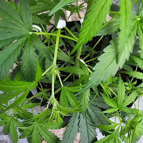 BAM growlog timeline photo
