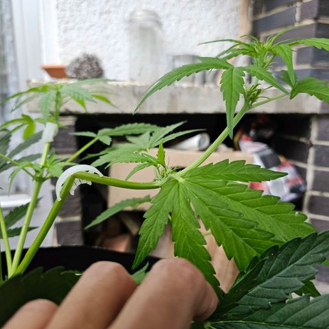 BAM growlog timeline photo