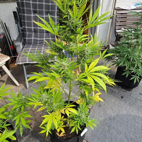 Blacky growlog timeline photo